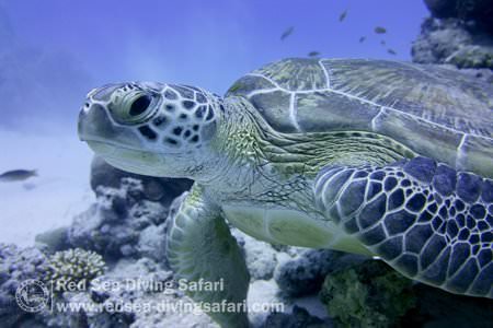 Turtle 